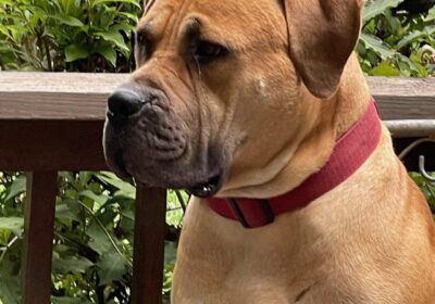 Groot-African-Boerboel-1